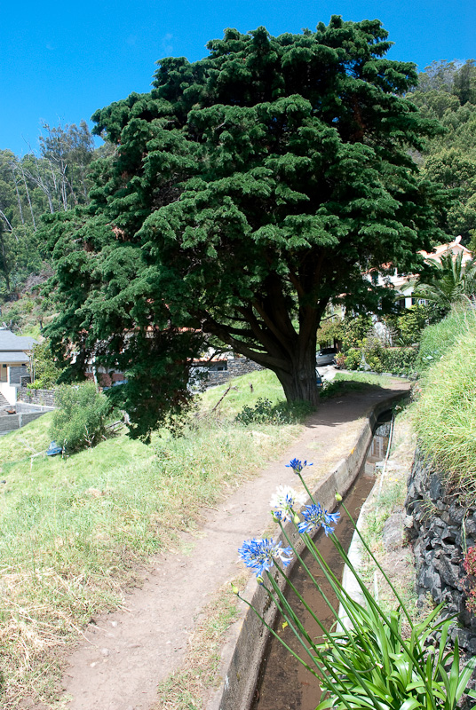 Levada in Machico
